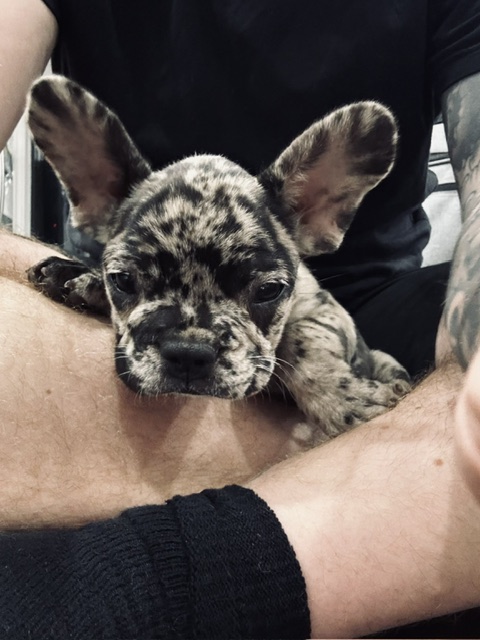 Coco - Beloved French Bulldog