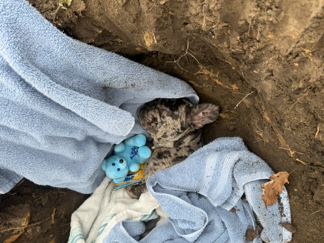 Coco - Forever loved